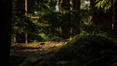 Trees moss fern 4k wallpaper
