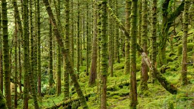 Trees moss forest 4k wallpaper