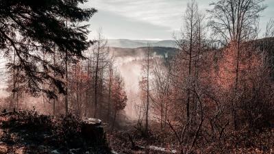Trees mountains autumn 4k wallpaper