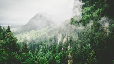 Trees mountains fog summer 4k wallpaper