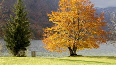 Trees mountains lake grass 4k wallpaper