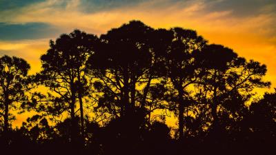 Trees night silhouettes sky 4k wallpaper