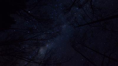 Trees night sky branches image 4k wallpaper