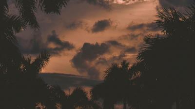 Trees palm trees clouds 4k wallpaper