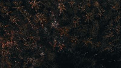 Trees palm trees forest 4k wallpaper