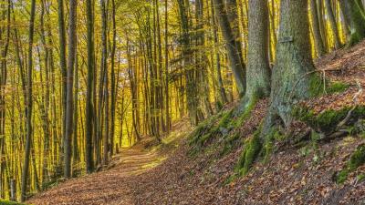 Trees park trail light 4k wallpaper