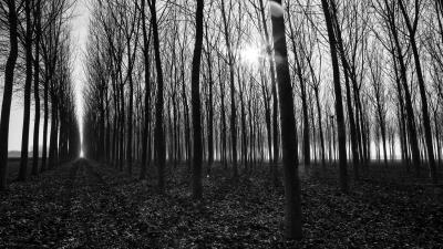 Trees path bw 4k wallpaper