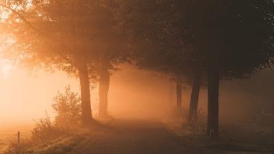 Trees path fog 4k wallpaper