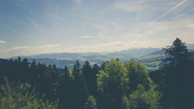 Trees peaks mountains 4k wallpaper