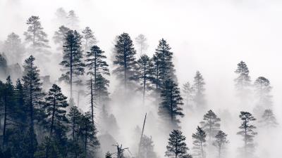 Trees pine fog 4k wallpaper