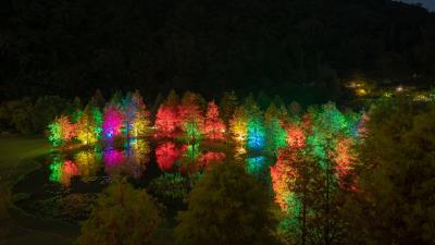 Trees pond illumination 4k wallpaper