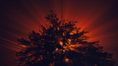 Trees rays sun image 4k wallpaper