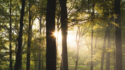 Trees rays sun 4k wallpaper