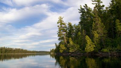 Trees river forest image 4k wallpaper