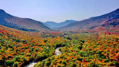 Trees river forest 4k wallpaper