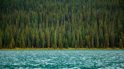 Trees river water surface 4k wallpaper