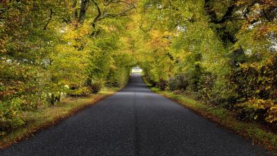 Trees road autumn 4k wallpaper