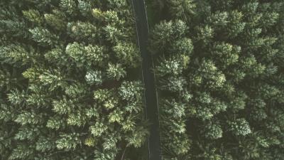 Trees road view from above image 4k wallpaper