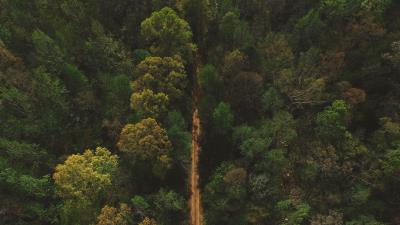 Trees road view from above 4k wallpaper