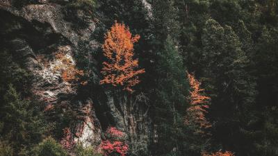 Trees rock slope 4k wallpaper