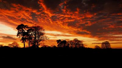 Trees silhouette branches 4k wallpaper