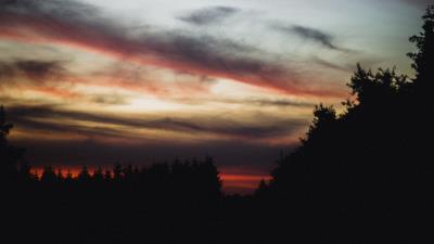 Trees silhouette sunset 4k wallpaper