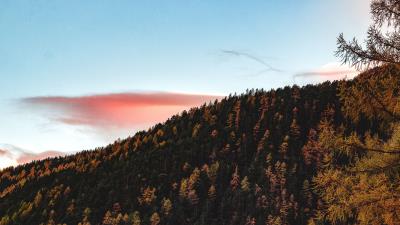 Trees sky autumn hill 4k wallpaper