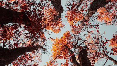 Trees sky autumn 4k wallpaper
