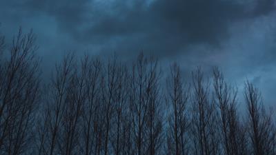 Trees sky clouds image 4k wallpaper