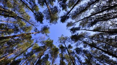 Trees sky view from below 4k wallpaper