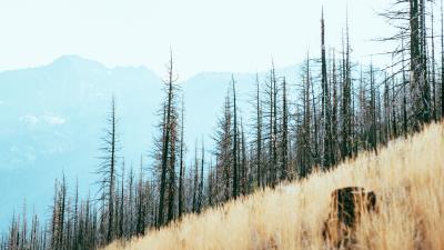 Trees slope mountains 4k wallpaper