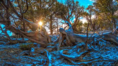 Trees snow branches winter 4k wallpaper