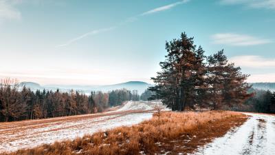 Trees snow grass 4k wallpaper