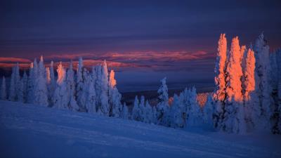 Trees snow landscape 4k wallpaper