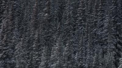 Trees snow peaks forest 4k wallpaper