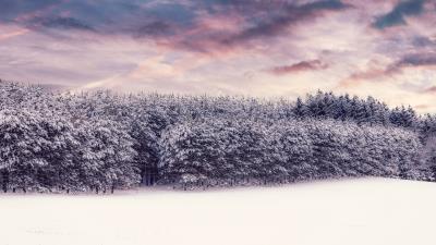 Trees snow snowy 4k wallpaper