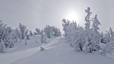 Trees snow sunlight 4k wallpaper