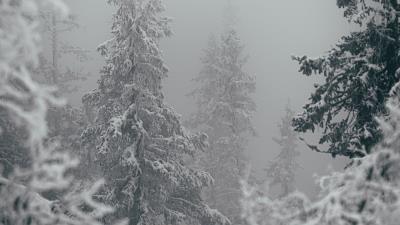 Trees snow winter e 4k wallpaper