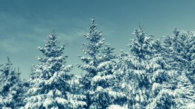 Trees snow winter image 4k wallpaper