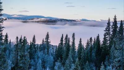 Trees snow winter 4k wallpaper