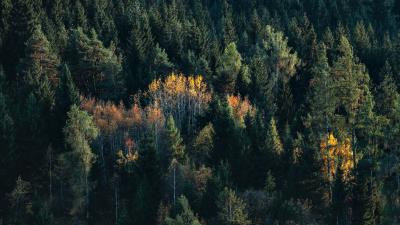 Trees spruce birch 4k wallpaper