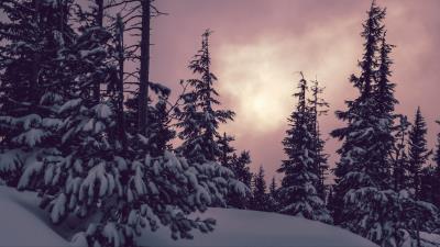 Trees spruces snow image 4k wallpaper