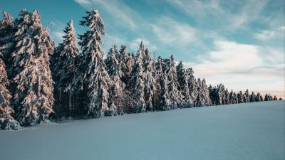Trees spruces snow 4k wallpaper