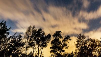 Trees starry sky stars 4k wallpaper
