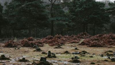 Trees stumps puddles 4k wallpaper
