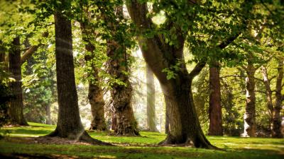 Trees sun light may beams park 4k wallpaper