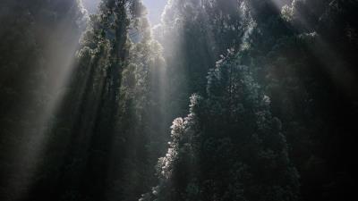 Trees sunrays fog 4k wallpaper