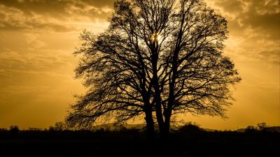 Trees sunset branches 4k wallpaper