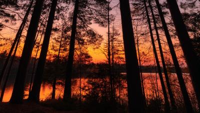 Trees sunset dusk 4k wallpaper