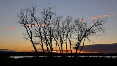 Trees sunset silhouette 4k wallpaper